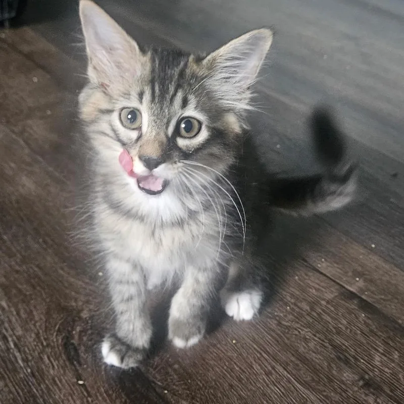 Pebbles