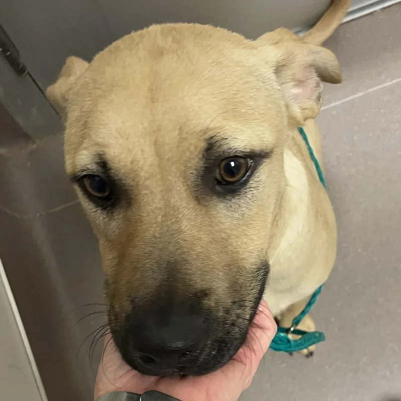 A baby medium-sized male Yellow / Tan / Blond / Fawn Yellow Labrador Retriever dog named Bo for adoption in Norman, OK