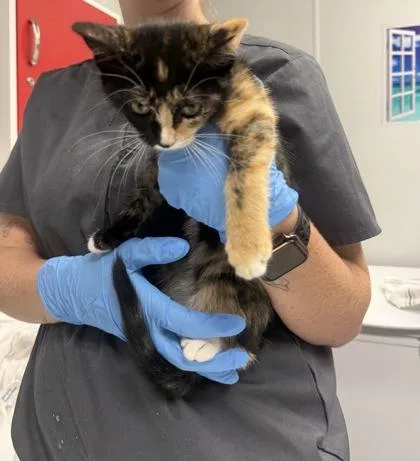 A young small-sized female Domestic Short Hair cat named B Alice for adoption in North Charleston, SC