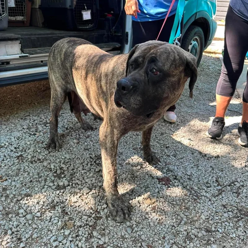 An adult extra large-sized female Brindle Mastiff dog named Joan Crawford for adoption in St. Charles, IL
