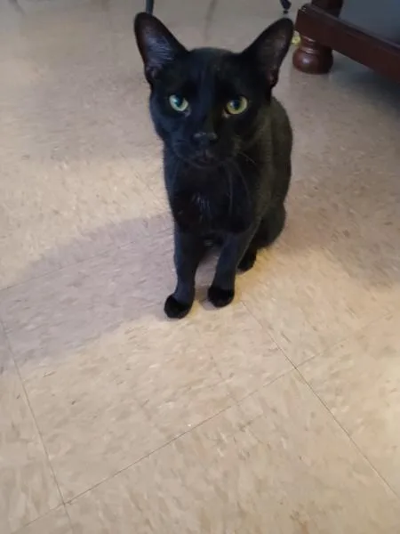 An adult medium-sized female Domestic Short Hair cat named Dainty for adoption in Ridgewood, NY