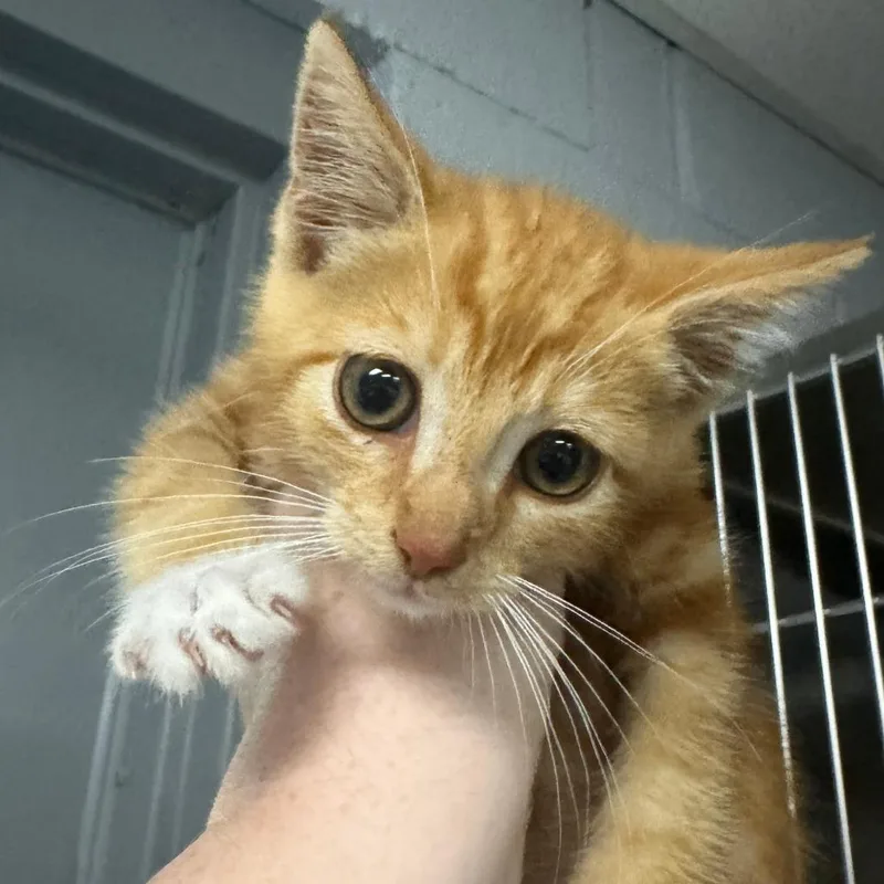 A baby small-sized male Orange / Red Domestic Short Hair cat named Flash for adoption in Marion, VA