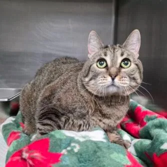 A senior large-sized female Brown / Chocolate Domestic Short Hair cat named Sonia Carlsbad for adoption in Denver, CO