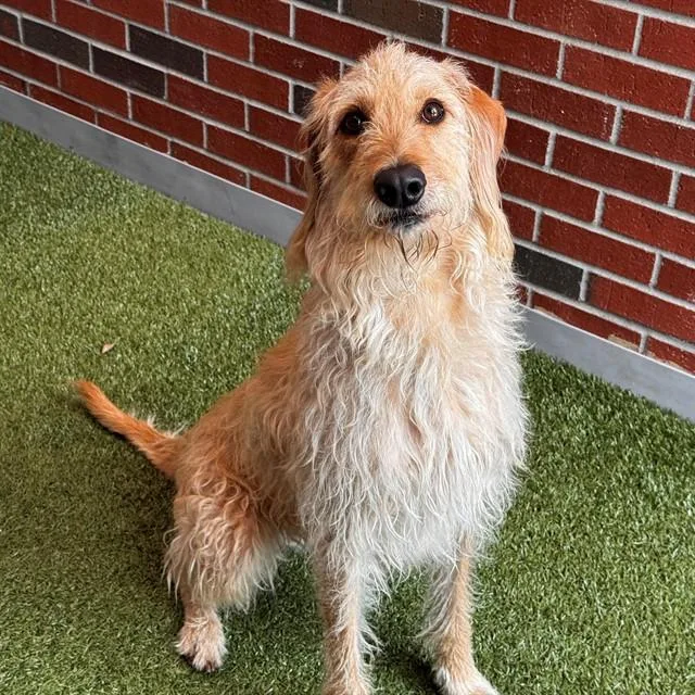 A young medium-sized female Mixed Breed dog named Whimsy for adoption in Edmond, OK