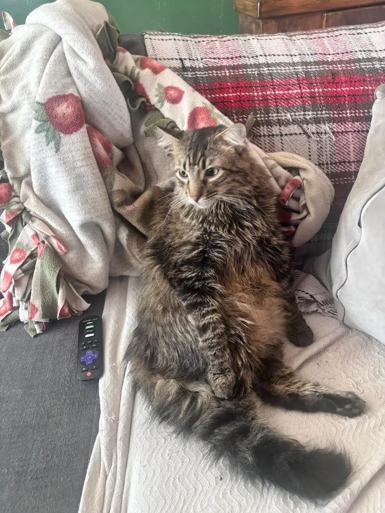 Mufasa