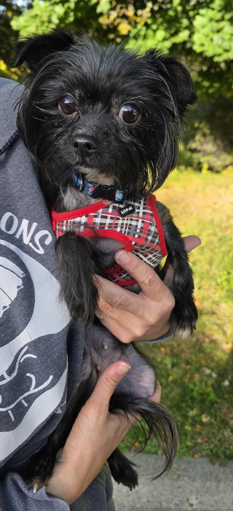 An adult small-sized female Chihuahua dog named Gucci for adoption in Oxford, MI