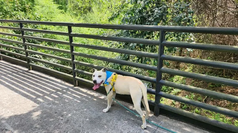 A young medium-sized male Apricot / Beige Boxer dog named Debo for adoption in North Augusta, SC