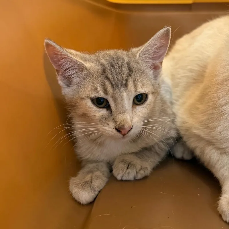 A baby small-sized female Gray / Blue / Silver Domestic Short Hair cat named BelliniC for adoption in East Saint Louis, IL