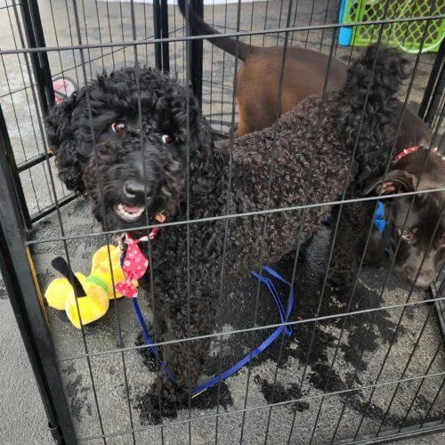 A baby small-sized female Black Bernedoodle dog named Mueca for adoption in Twin lakes, WI