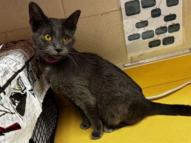A young medium-sized female Domestic Short Hair cat named Gravy for adoption in Colorado Springs, CO