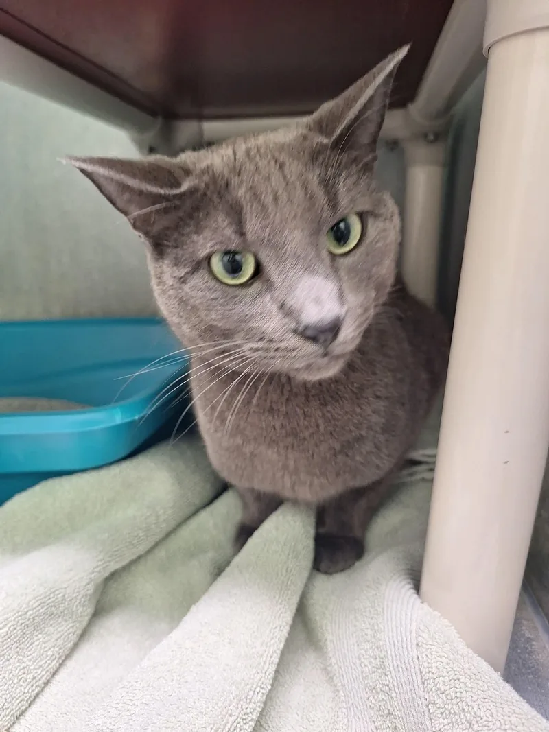 An adult medium-sized male Domestic Short Hair cat named Ash for adoption in Morris, MN