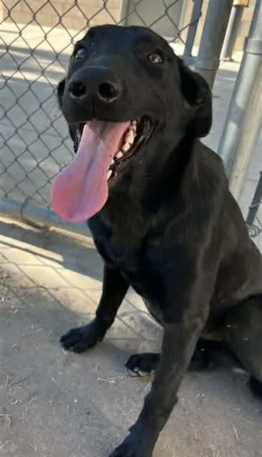 An adult large-sized female Labrador Retriever dog named Rachel for adoption in San Diego, CA
