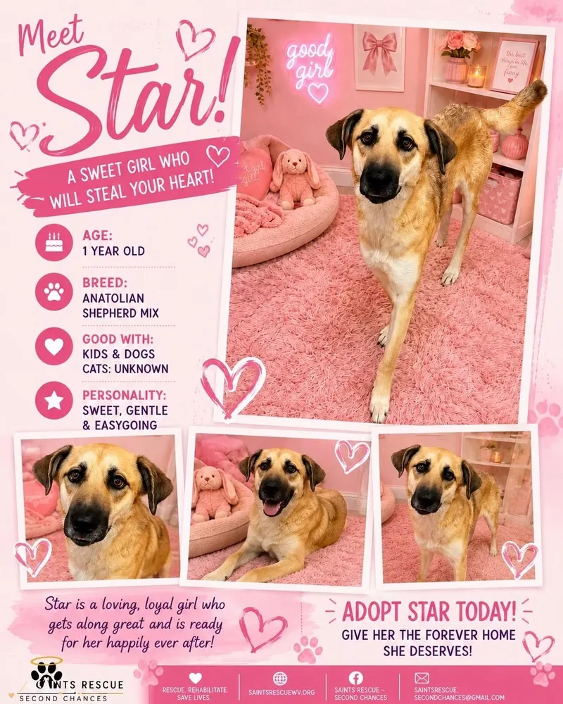 A young medium-sized female Apricot / Beige Anatolian Shepherd dog named Star for adoption in Weirton, WV