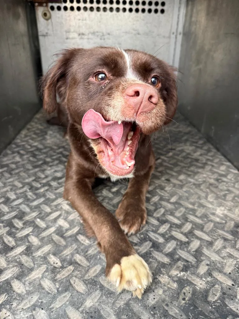 A young small-sized female Spaniel dog named Abby Arwen for adoption in Rockport, TX