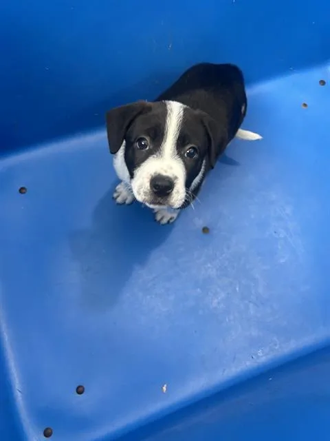 A baby medium-sized female Mixed Breed dog named Oreo for adoption in Dallas, TX