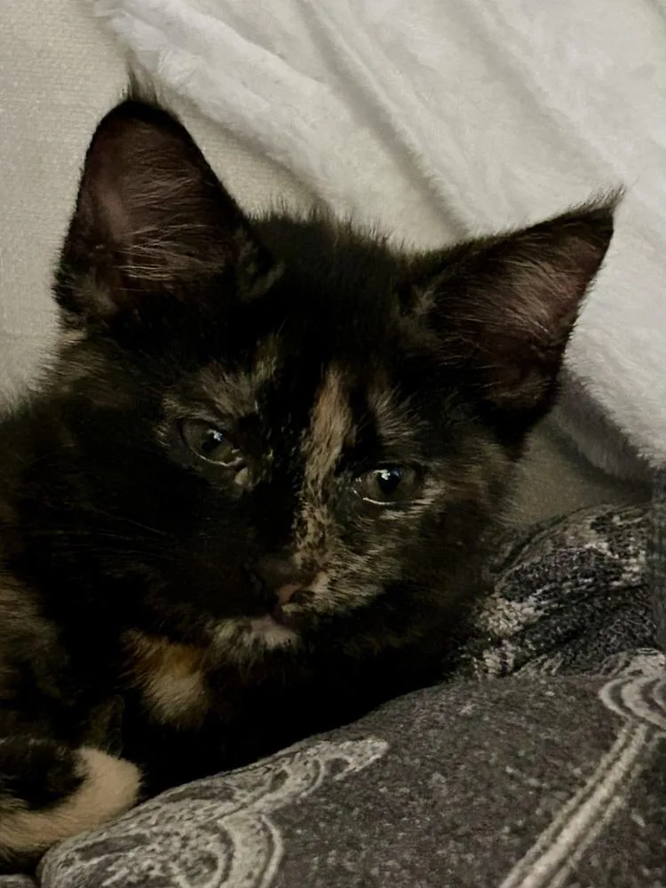A baby small-sized female Domestic Short Hair cat named Astrid for adoption in Ferndale, MI