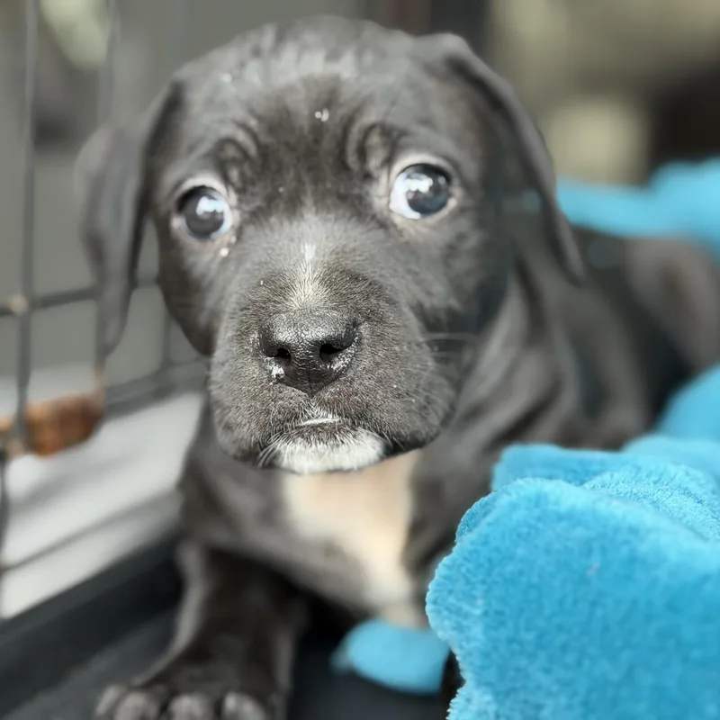 A baby medium-sized female Black Pit Bull Terrier dog named Cerave for adoption in Columbia, SC