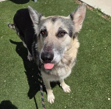 An adult medium-sized female German Shepherd Dog dog named Daisy for adoption in San Antonio, TX