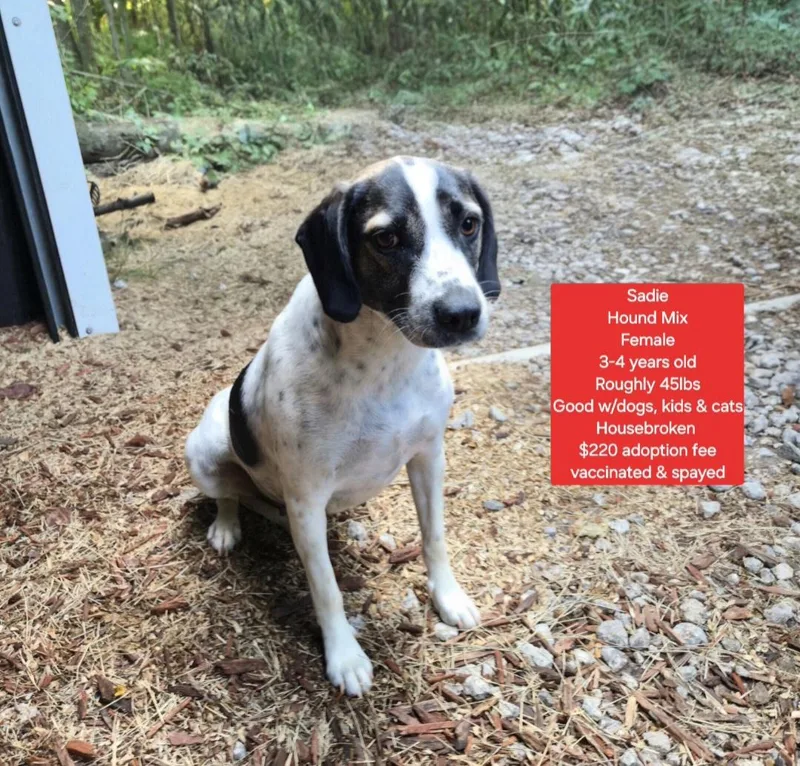 An adult medium-sized female Hound dog named Sadie for adoption in Oviedo, FL