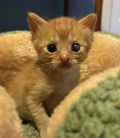 A baby small-sized male Domestic Short Hair cat named Oodles for adoption in West Memphis, AR