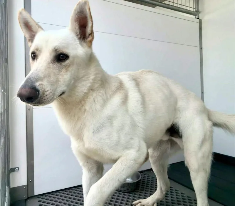 An adult large-sized male White German Shepherd dog named Chucky for adoption in Phoenix, AZ