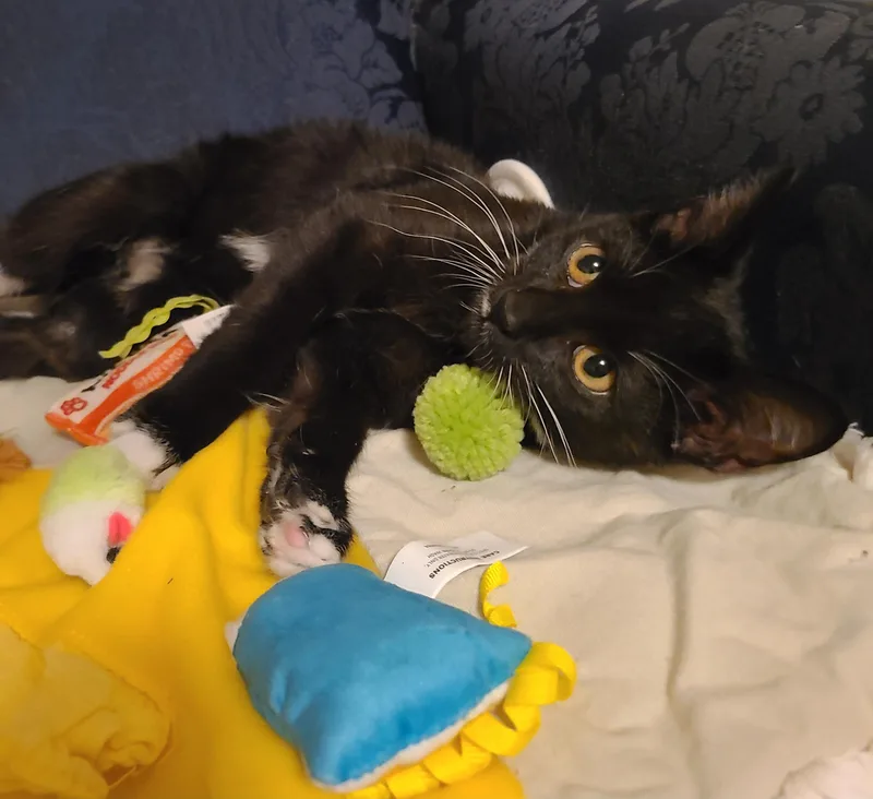 Kingsley thumbnail 2