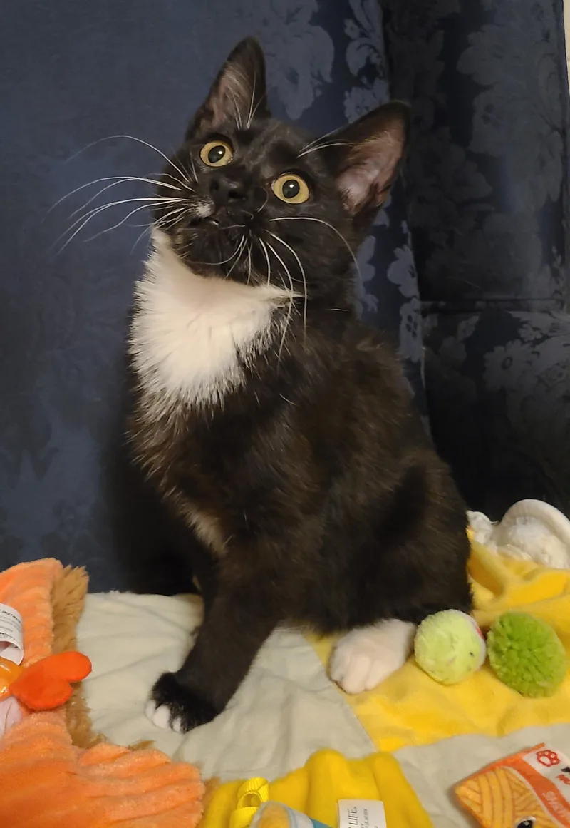 Kingsley thumbnail 3