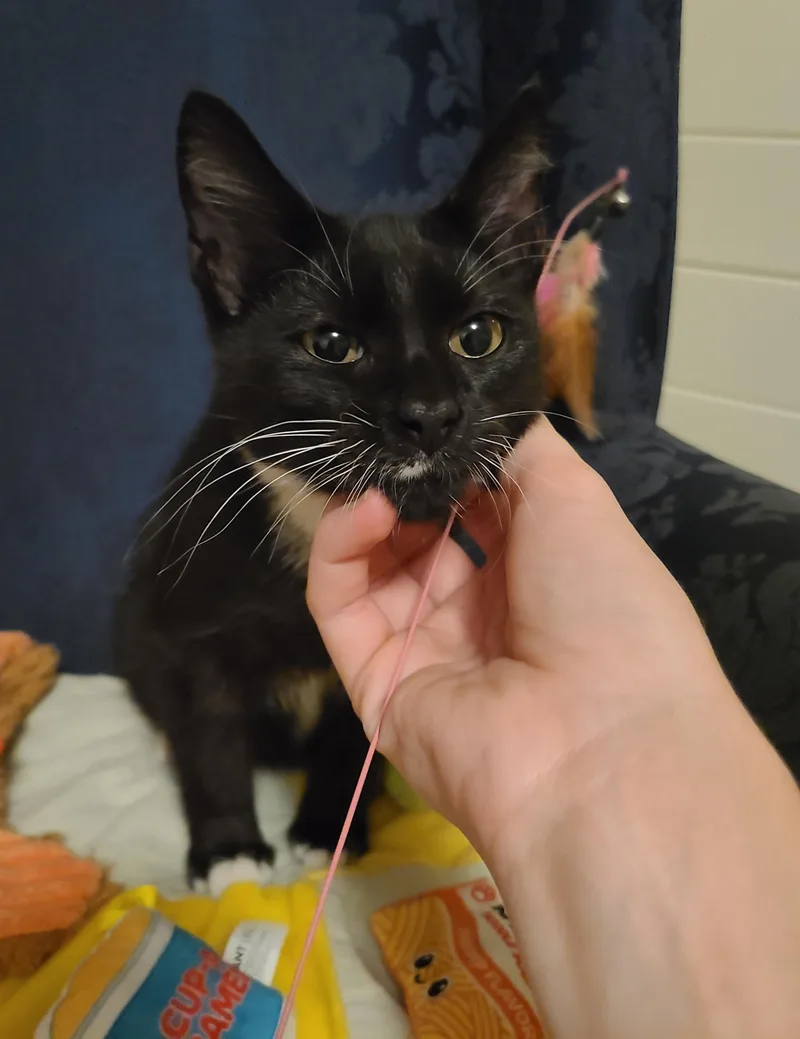 Kingsley thumbnail 5