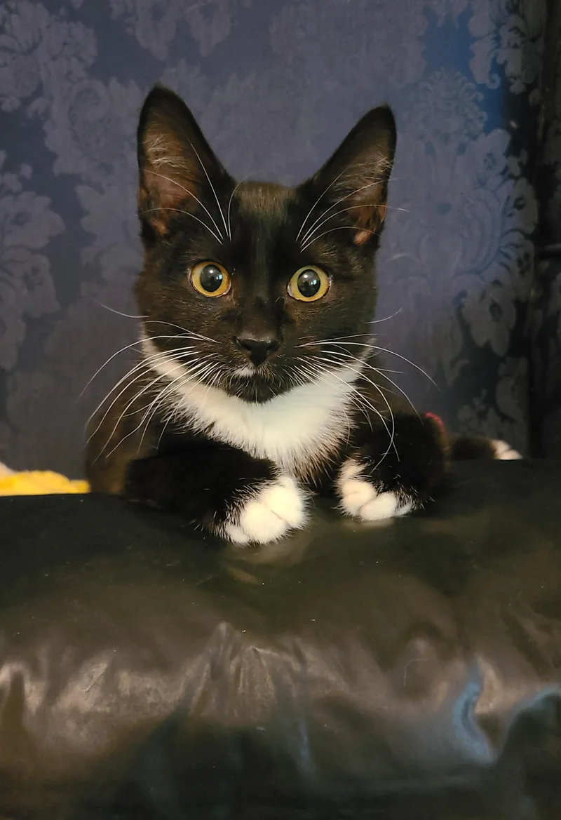 Kingsley thumbnail 6