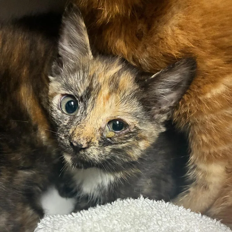 A baby small-sized female Tortoiseshell Domestic Short Hair cat named Swirl for adoption in Windsor, VA