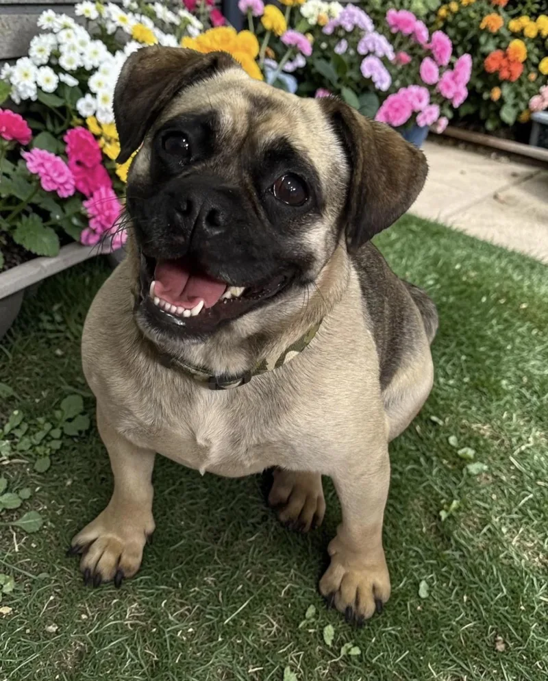Pepper