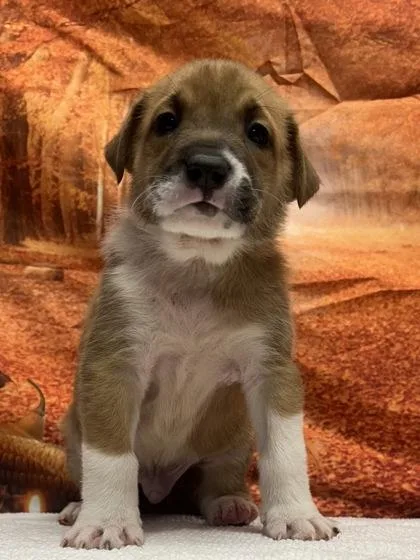 A baby small-sized male Retriever dog named Efrain for adoption in San Antonio, TX