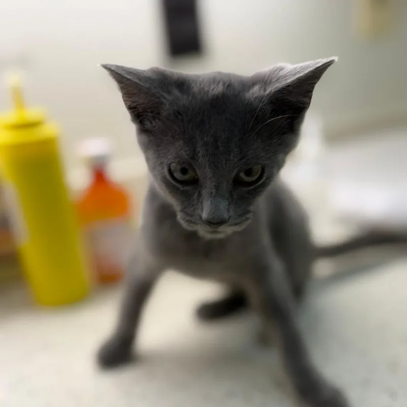 A baby small-sized female Gray / Blue / Silver Domestic Short Hair cat named Dione for adoption in Auburn, AL