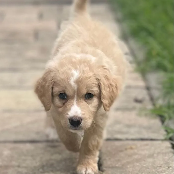 A baby medium-sized female Apricot / Beige Aussiedoodle dog named Dove for adoption in Spring hill, TN