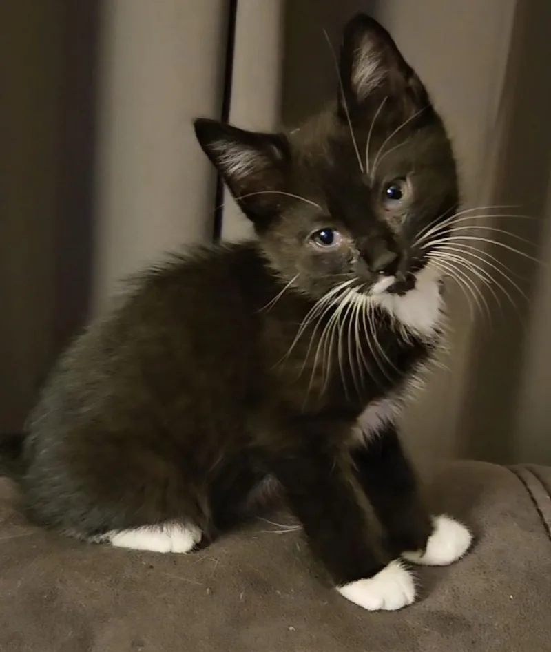 A baby medium-sized male Black & White / Tuxedo Tuxedo cat named Dylan for adoption in Pasco, WA