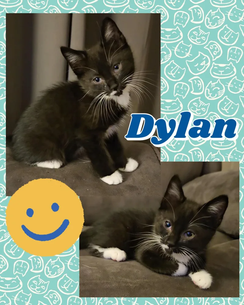 Dylan thumbnail 3