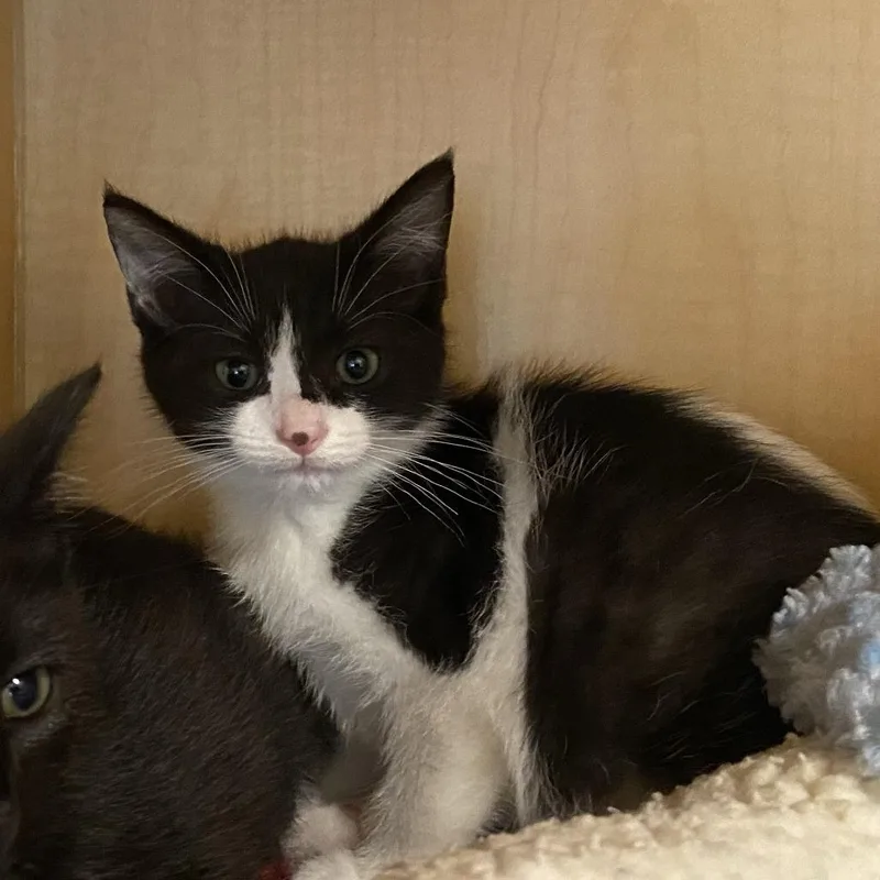 A baby small-sized female Black Domestic Short Hair cat named Sheena for adoption in Washington Township, OH