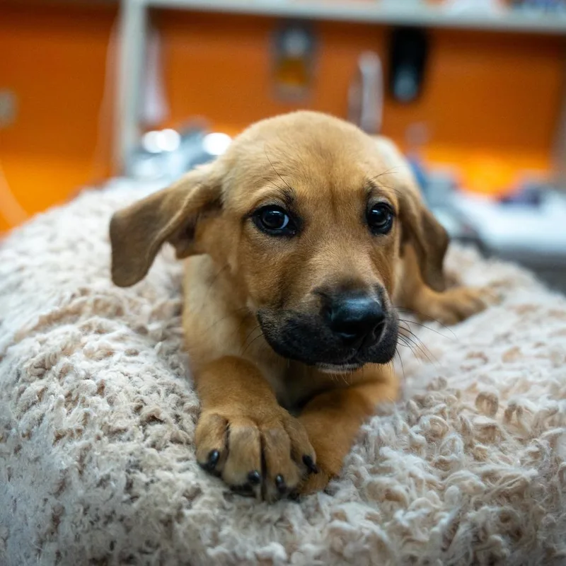 A baby medium-sized male Yellow / Tan / Blond / Fawn Terrier dog named Crush for adoption in Gainesville, GA