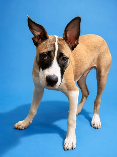 A young small-sized male Mixed Breed dog named Yoshi for adoption in Jacksonville, FL