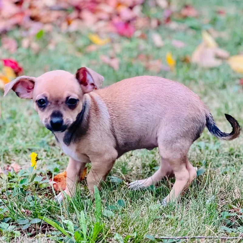 A baby small-sized female Brown / Chocolate Chihuahua dog named Misha for adoption in Enfield, NH