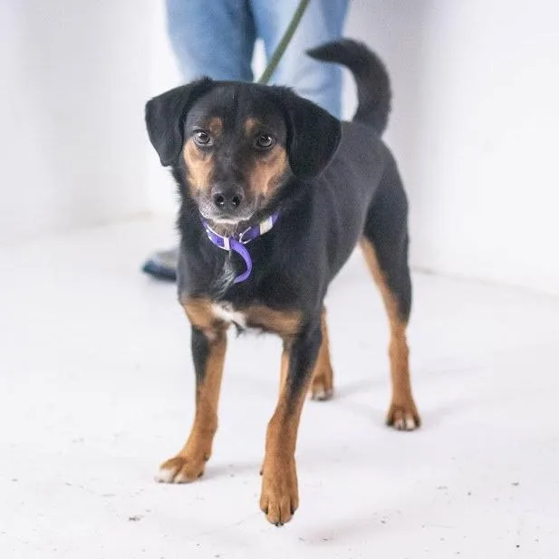 A senior medium-sized male Black Hound dog named Marley for adoption in Minneapolis, MN