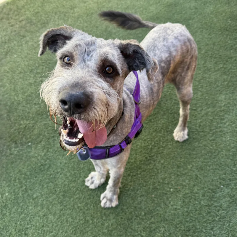 A young large-sized male Sheepadoodle dog named Rango for adoption in Itasca, IL