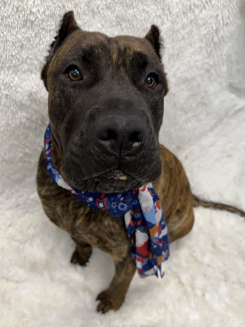 A young large-sized male Brindle Presa Canario dog named Drax tag for adoption in Central Islip, NY