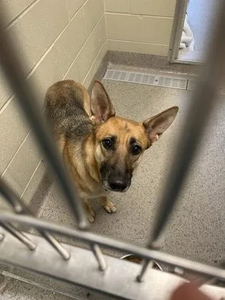 An adult large-sized female German Shepherd Dog dog named Navi for adoption in Fishers, IN