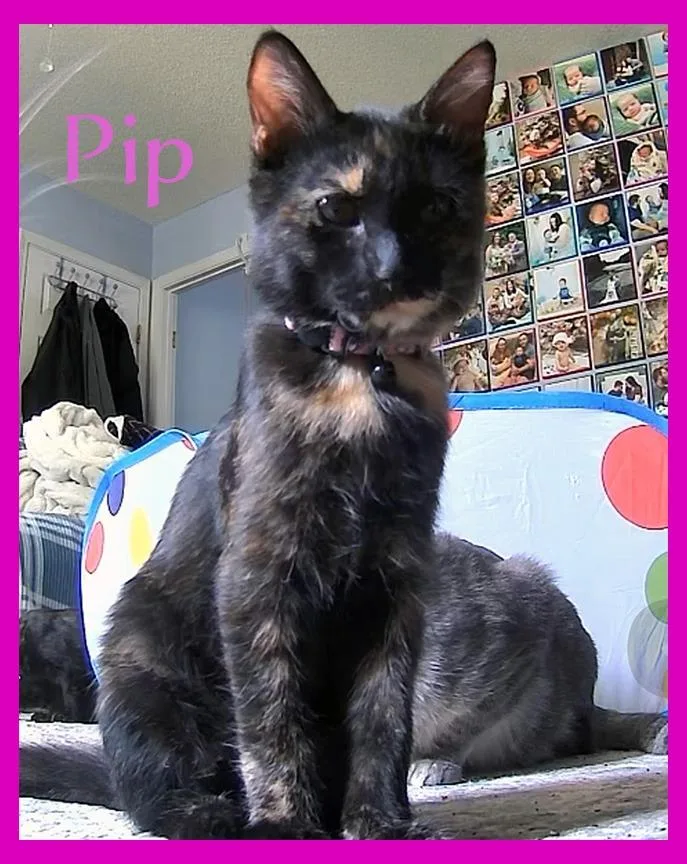 A baby medium-sized female Domestic Short Hair cat named Pip for adoption in Hoover , AL