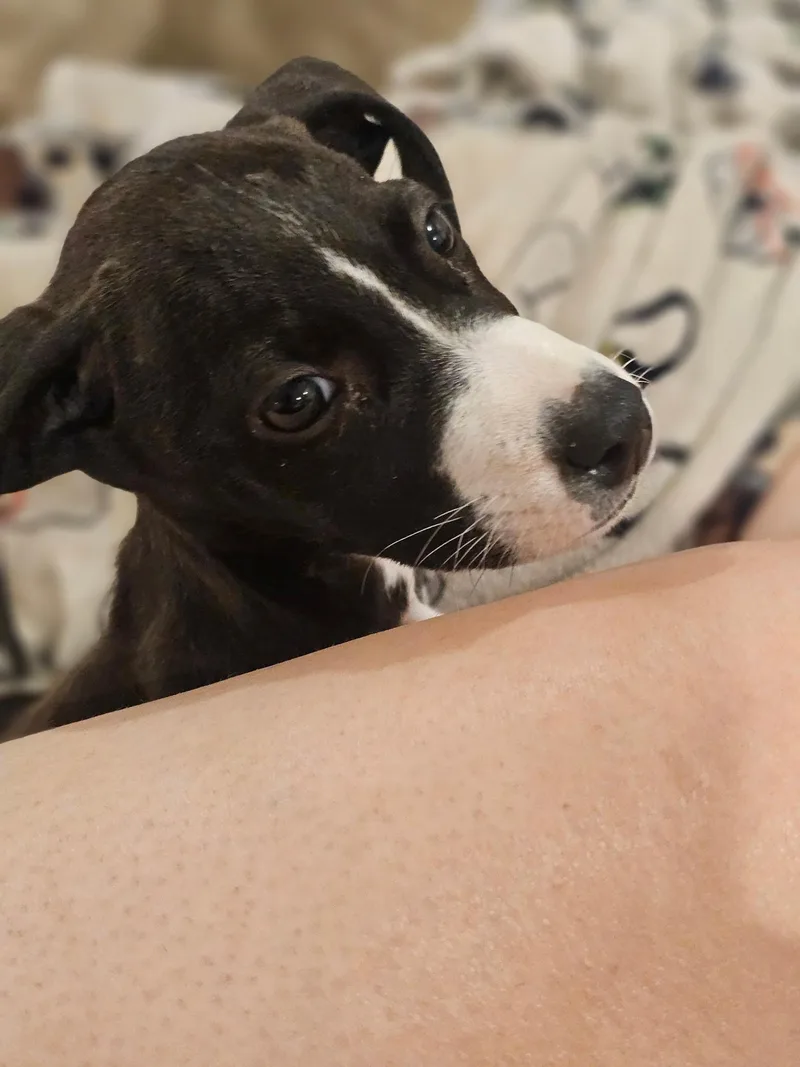 Bella