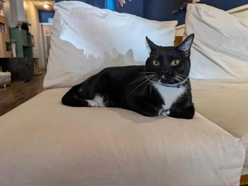 An adult medium-sized female Black & White / Tuxedo Domestic Short Hair cat named Sophie for adoption in Lewisburg, PA