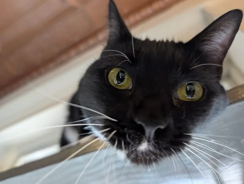 Sophie thumbnail 3