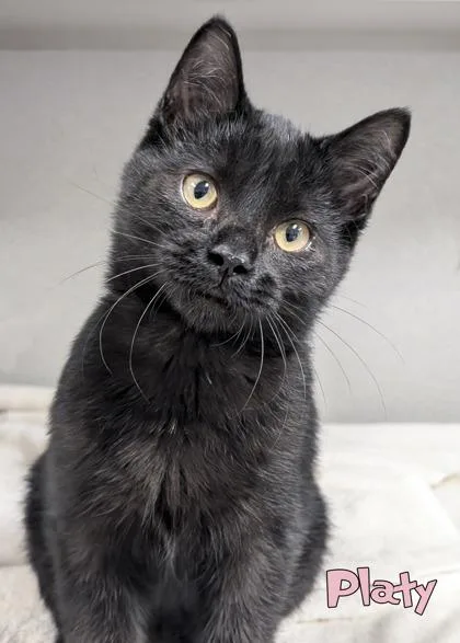 A baby small-sized female Domestic Short Hair cat named Platy for adoption in Mason, MI