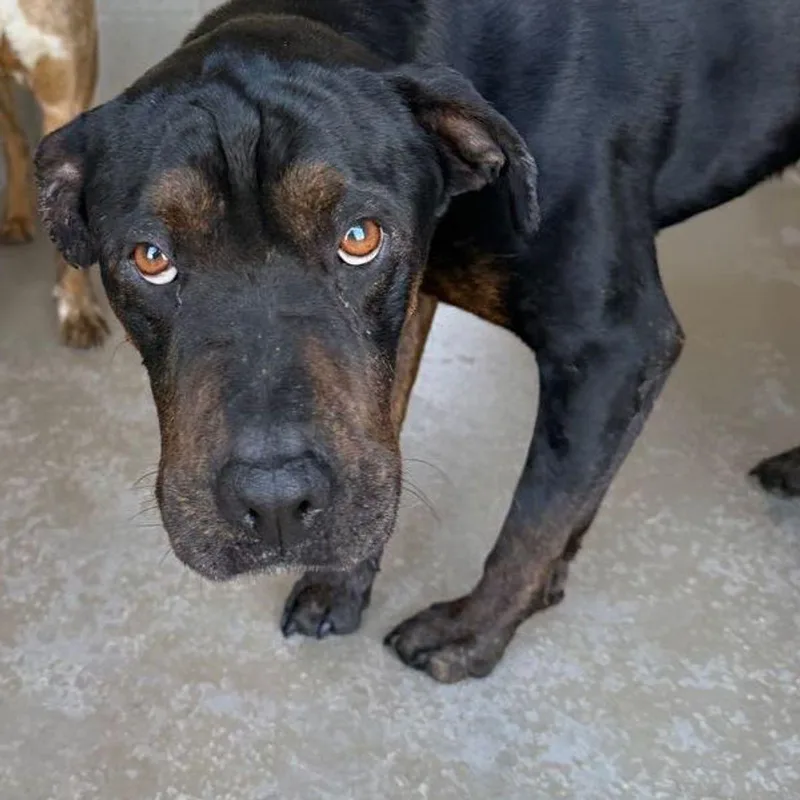 An adult large-sized female Black Shar-Pei dog named Lady Fay for adoption in Kingman, AZ